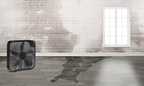 Best Carpet water damage restoration  in Las Campanas, NM
